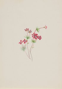 Gilia linanthus parviflorus