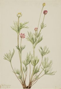 Kugel-Anemone (Anemone globosa)