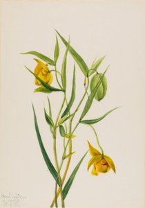 Goldene Feenlaterne, 1936 von Mary Vaux Walcott