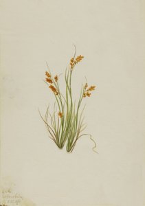 Goldsegge Carex aurea, 1921 von Mary Vaux Walcott