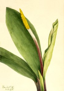 Goldkolben Orontium aquaticum, 1918