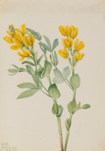 Goldener Hülse Thermopsis rhombifolia, 1923 von Mary Vaux Walcott