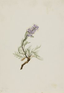 Graue Phacelia (Phacelia sericea) von Mary Vaux Walcott