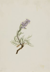 Graue Phacelia Phacelia sericea von Mary Vaux Walcott