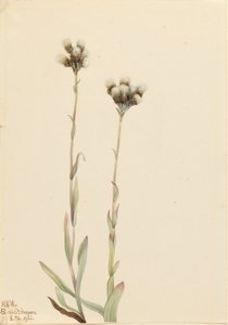 Graue Katzenpfötchen (Antennaria howellii) von Mary Vaux Walcott
