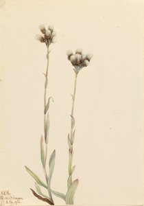 Graue Katzenpfötchen Antennaria howellii, 1921 von Mary Vaux Walcott