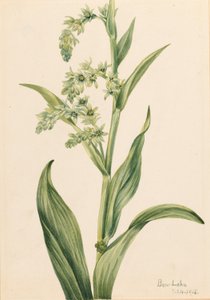 Grüner Bärenkohl (Veratrum viride) von Mary Vaux Walcott