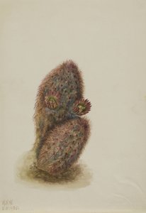 Grüner Erdbeerkaktus (Echinocereus viridiflorus) von Mary Vaux Walcott