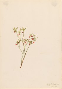 Grouse Whortleberry (Vaccinum scoparium) von Mary Vaux Walcott