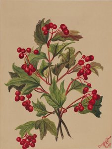 Grouseberry (Viburnum americanum)