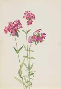 Behaarte Phlox (Phlox amoena)