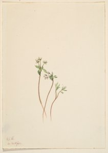 Frühlingsbote (Erigenia bulbosa)