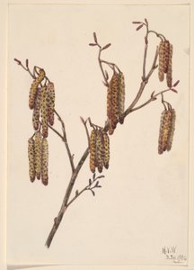 Haselerle (Alnus regosa)