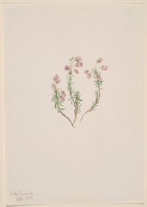 Heidekraut (Phyllodoce intermedia)