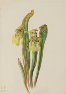 Kapuzinerkannenpflanze (Sarracenia minor)