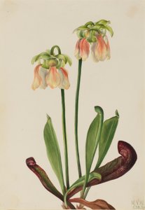 Hybride Kannenpflanze (Sarracenia minor x psittacina)