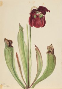 Hybride Kannenpflanze (Sarracenia rubra xs purpurea venosa)