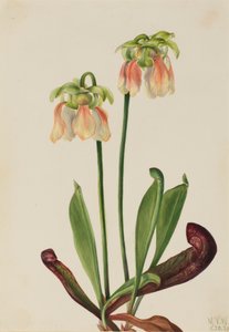 Hybride Kannenpflanze Sarracenia minor x psittacina, 1930