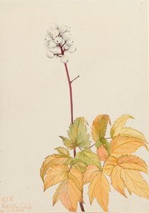 Elfenbein-Baneberry Actaea arguta von Mary Vaux Walcott
