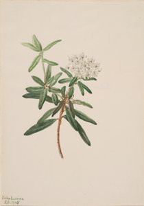 Labrador-Tee Ledum groenlandicum von Mary Vaux Walcott