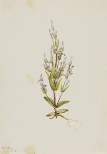 Leiter-Enzian Gentiana acuta, 1916