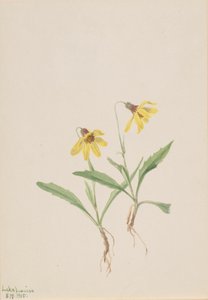 Lake Louise Arnica, 1905