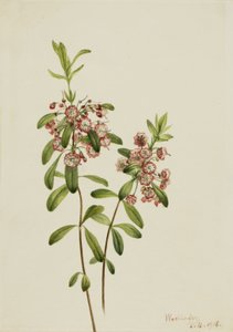 Lammgift Kalmia angustifolia