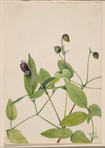 Lederblume (Clematis viorna)