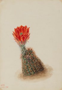 Lloyds Erdbeerkaktus (Echinocereus lloydii) von Mary Vaux Walcott