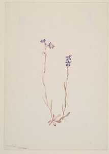 Lobelia Kalmii von Mary Vaux Walcott