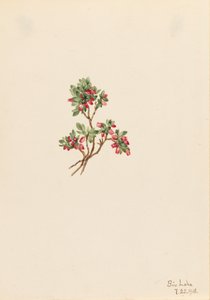 Niedrige Heidelbeere Vaccinium caespitosum, 1918