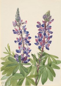 Lupine Lupinus fornosus, 1935