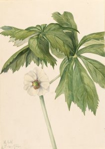 Maiapfel Podophyllum paltatum