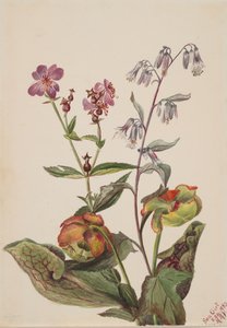 Wiesen-Schönheit Rhexia virginica, Klapperschlangenwurzel Nabalus albus, Kannenpflanze..., 1880 von Mary Vaux Walcott