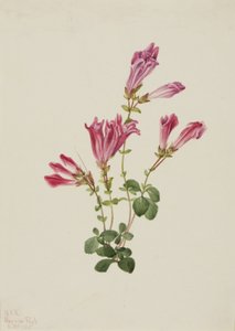 Menzies Pentstemon Pentstemon menziesii, 1925