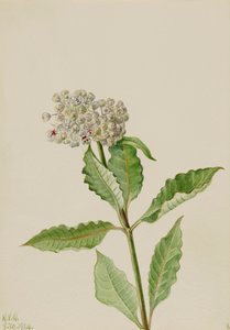 Seidenpflanze (Asclepias), 1924