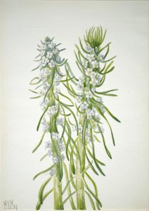 Bergmannskerze (Oreocarya virgata) von Mary Vaux Walcott