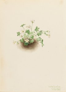 Nebeljungfer (Romanzoffia sitchensis)