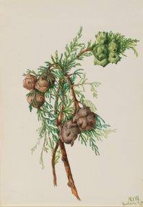 Monterey-Zypresse (Cupressus macrocarpa)