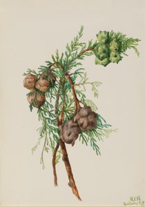 Monterey-Zypresse Cupressus macrocarpa, 1936