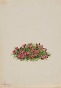 Moos-Steinbrech Silene acaulis, 1924