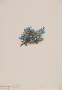 Moos-Vergissmeinnicht (Eritichum elongatum)