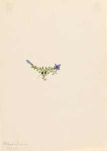 Moos-Enzian Gentiana prostrata, 1916