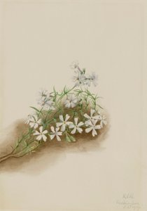 Moos-Phlox subulata, 1919
