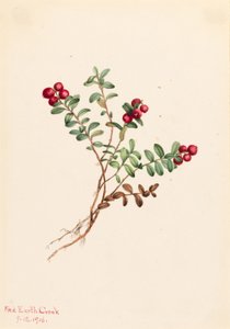 Bergpreiselbeere (Vaccinium vitisdaea minus)