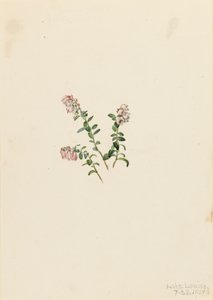 Preiselbeere Vaccinium vitisidaea minus