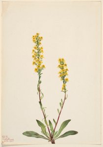 Berg-Goldrute (Solidago oreophila) von Mary Vaux Walcott