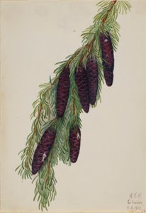 Berg-Hemlocktanne (Tsuga mertensiana)