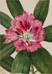 Berg-Rosenlorbeer (Rhododendron catawbiense) von Mary Vaux Walcott