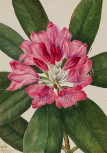 Berg-Rosenbay von Mary Vaux Walcott